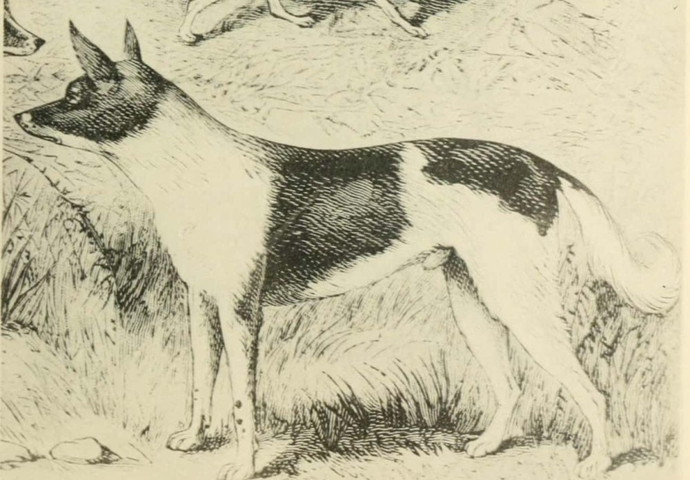 Origins - in search of Ancient Dog Breeds
