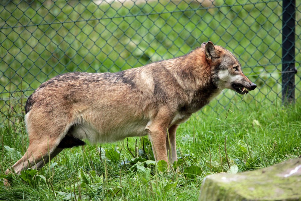 Canis Lupus familiaris Linnaeus