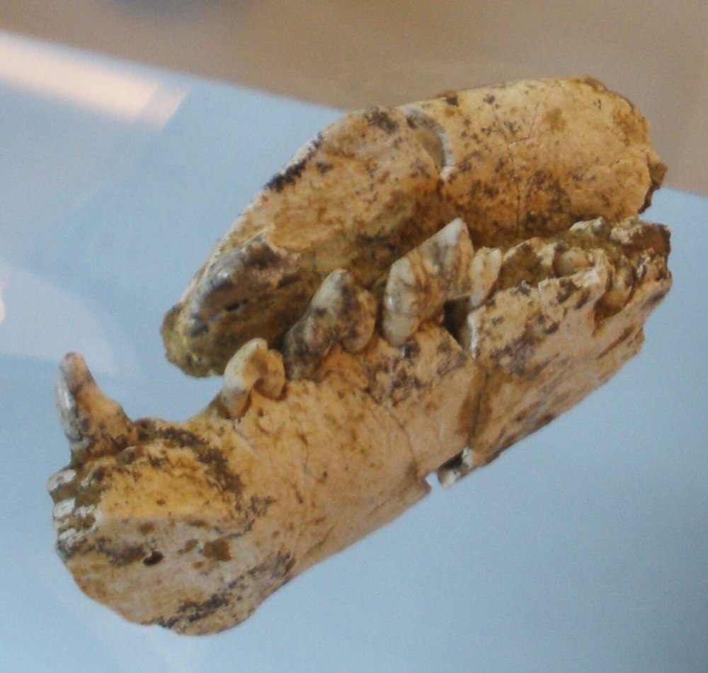 Chasmaporthetes Lunensis (Hyaenidae, Carnivora) из раннего плейстоцена Крыма