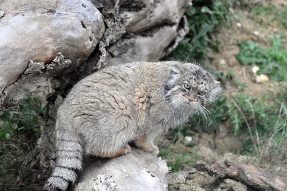 Китайская Гобийская кошка