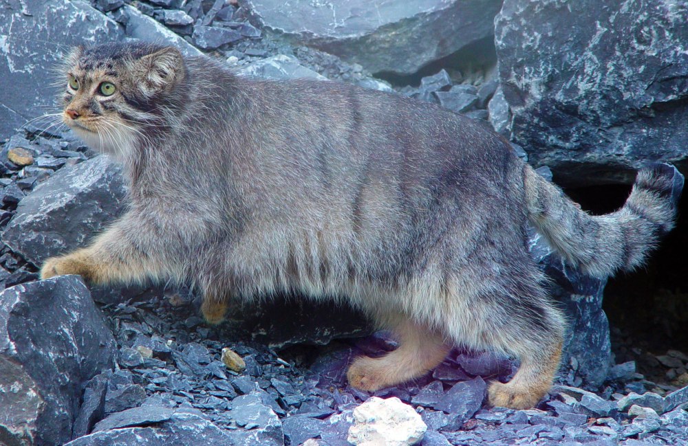 Кот живущий в горах