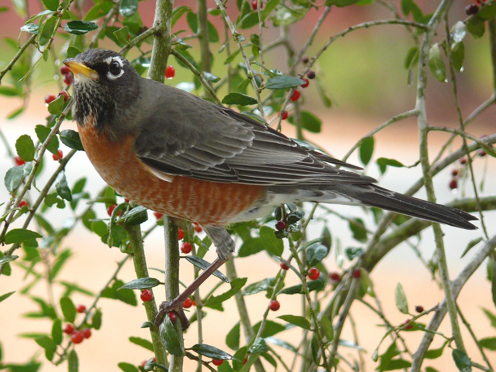American Robin птица