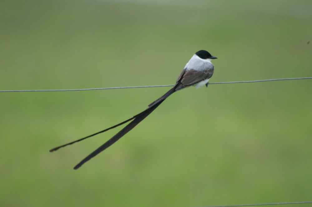 Tyrannus Savana