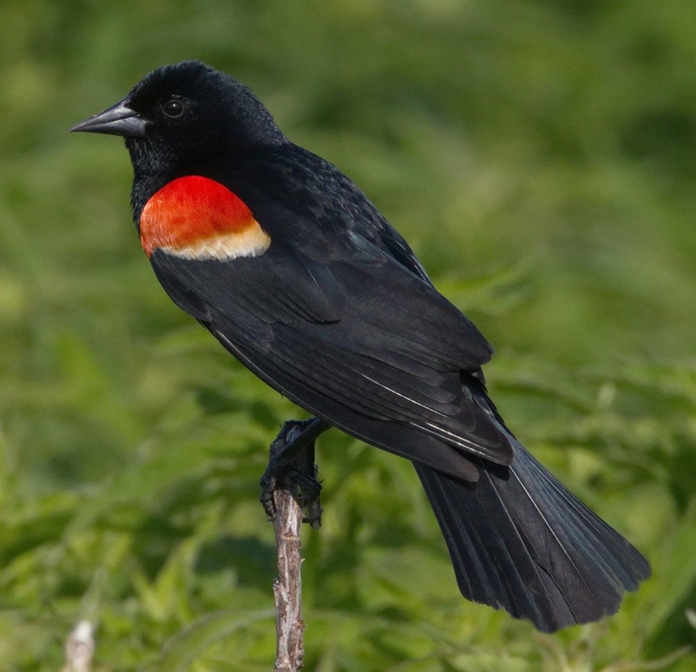 Red Winged Blackbird