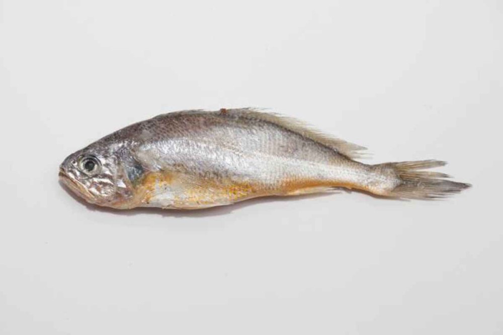 Pseudosciaena polyactis