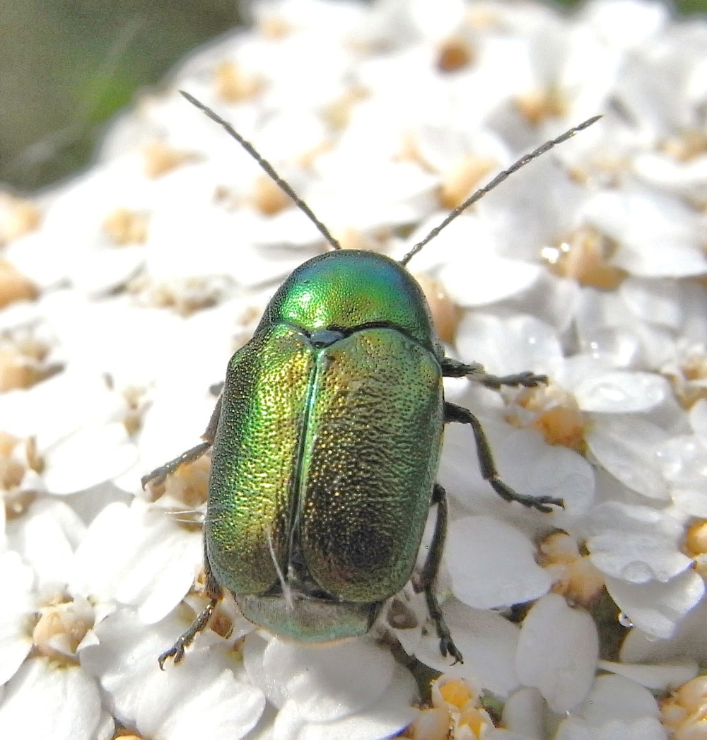 Cryptocephalus sericeus