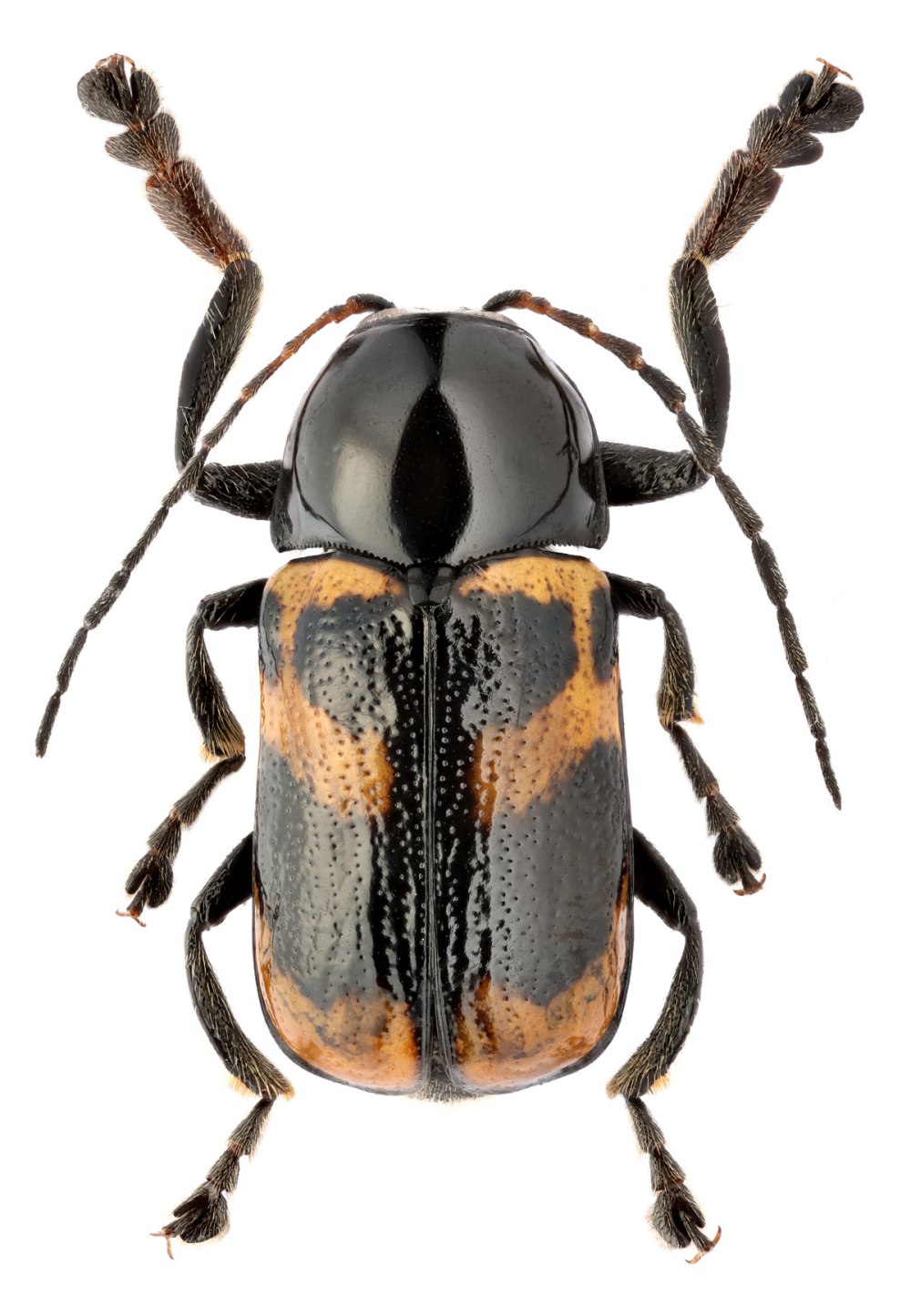 Скрытоглав Cryptocephalus Anticus