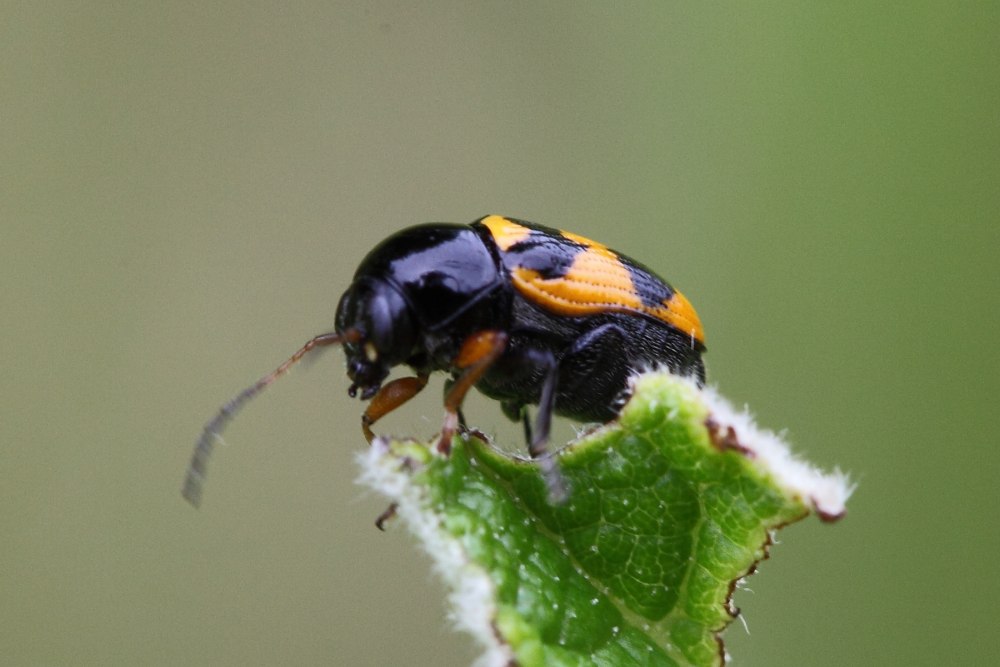 Cryptocephalus Anticus (Suffrian, 1848)