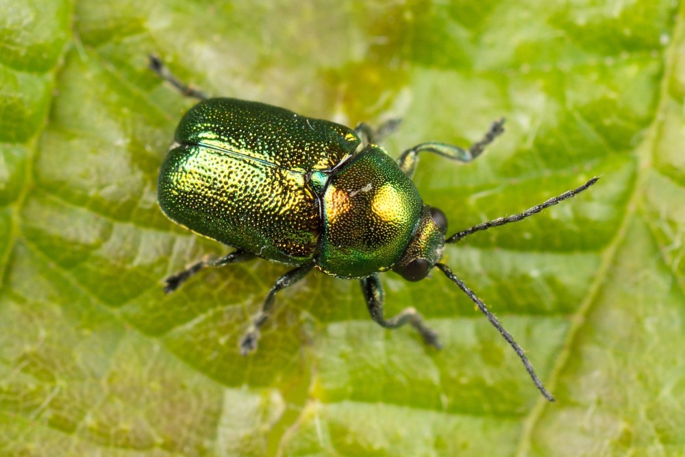 Cryptocephalus Aureolus