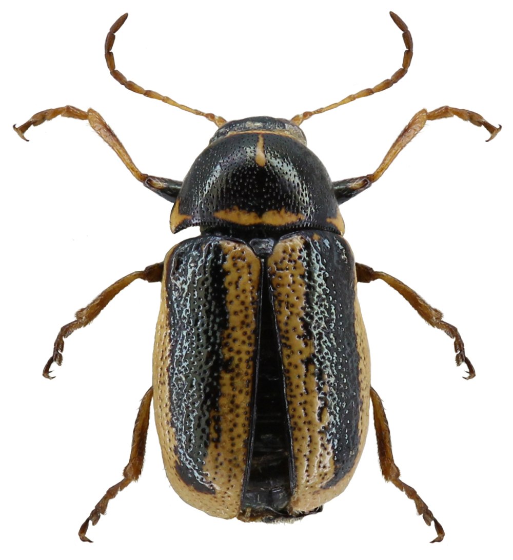 Cryptocephalus (Asionus) sareptanus