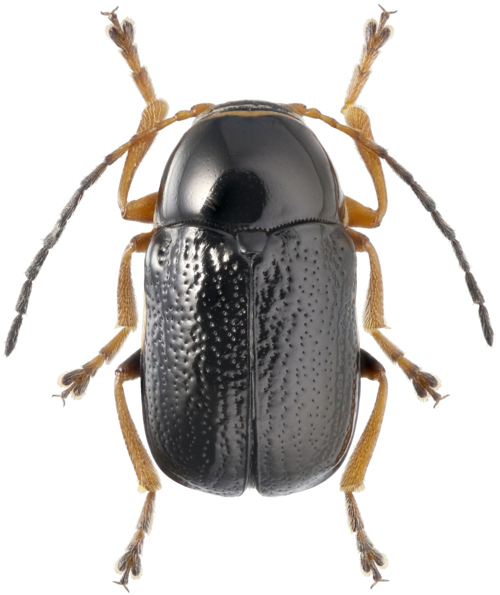 Cryptocephalus nitidulus Fabricius, 1787