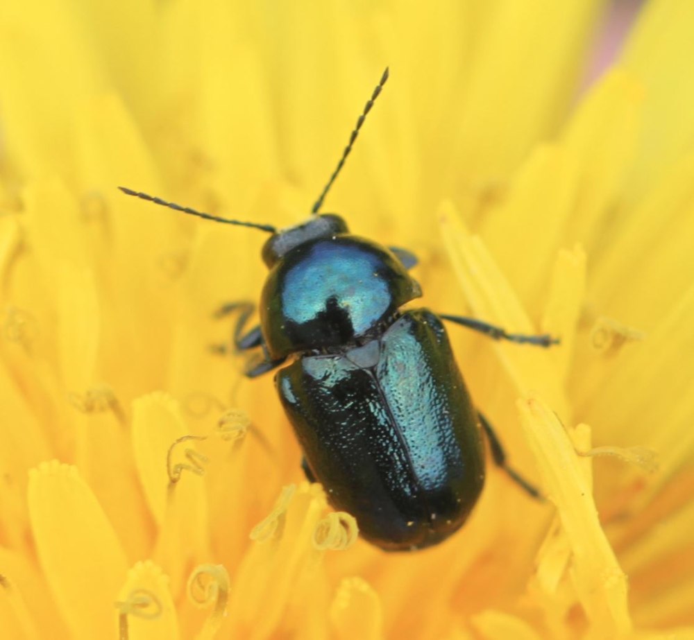 Cryptocephalus Gamma