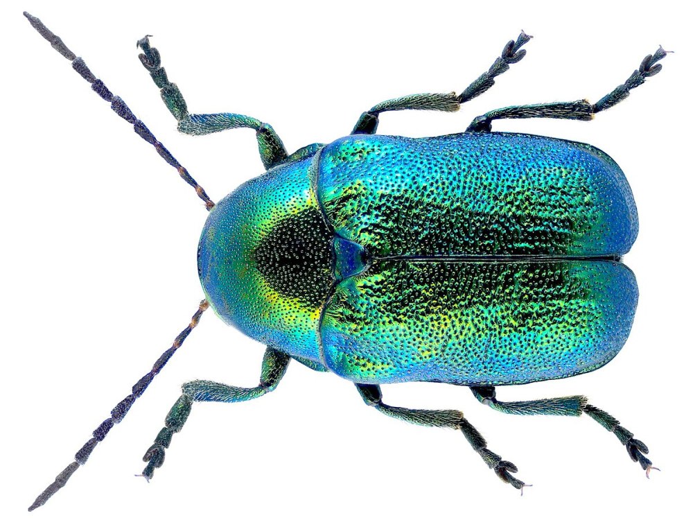 Cryptocephalus hirtipennis