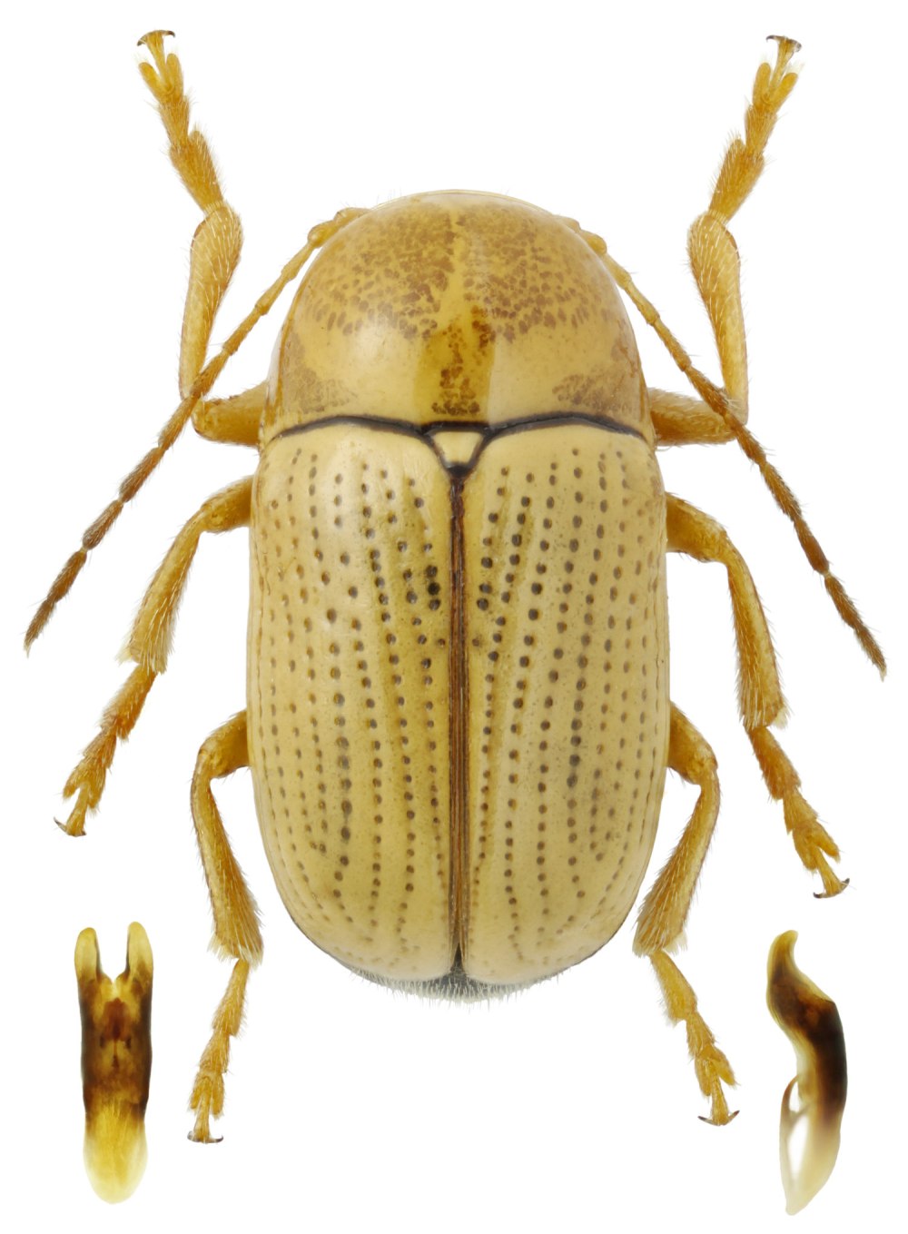 Cryptocephalus tschimganensis