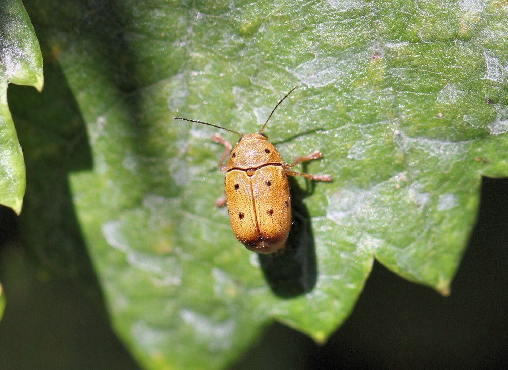 Cryptocephalus octomaculatus