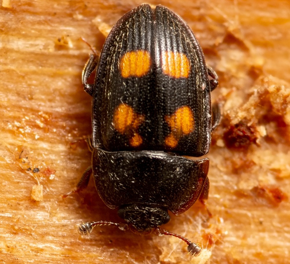 Ipidia binotata