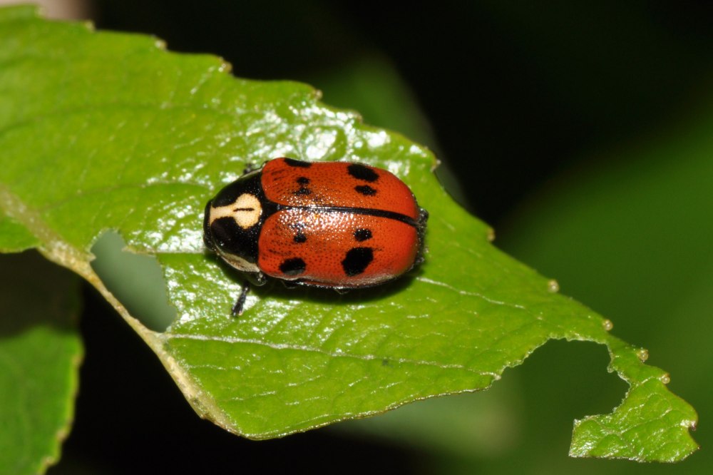 Cryptocephalus octopunctatus