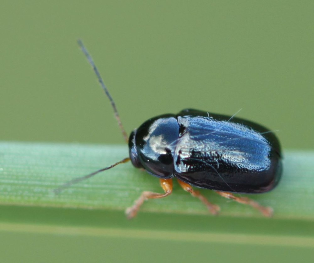 Euryopicoris nitidus