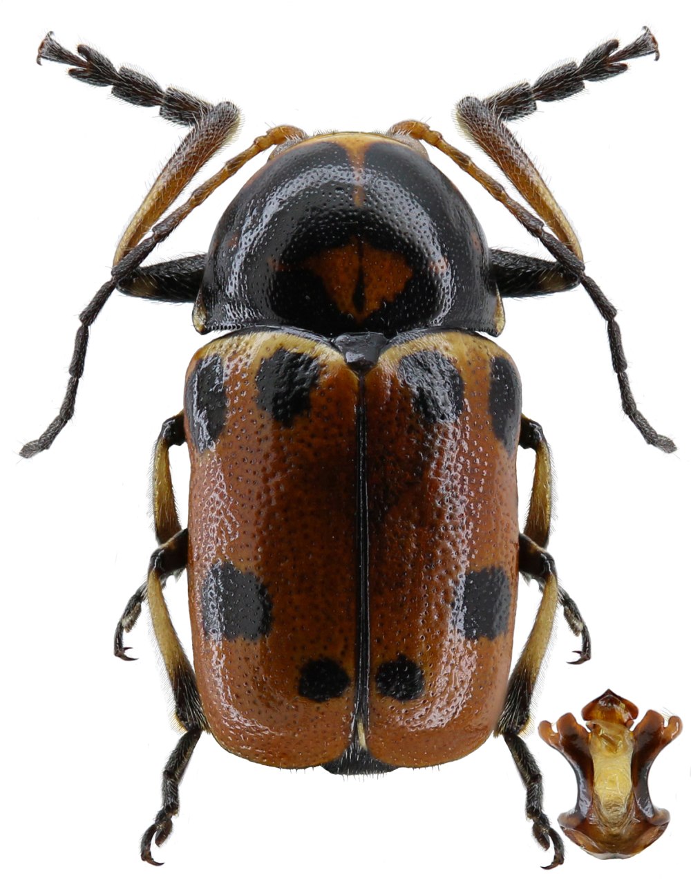 Cryptocephalus Krutovskyi