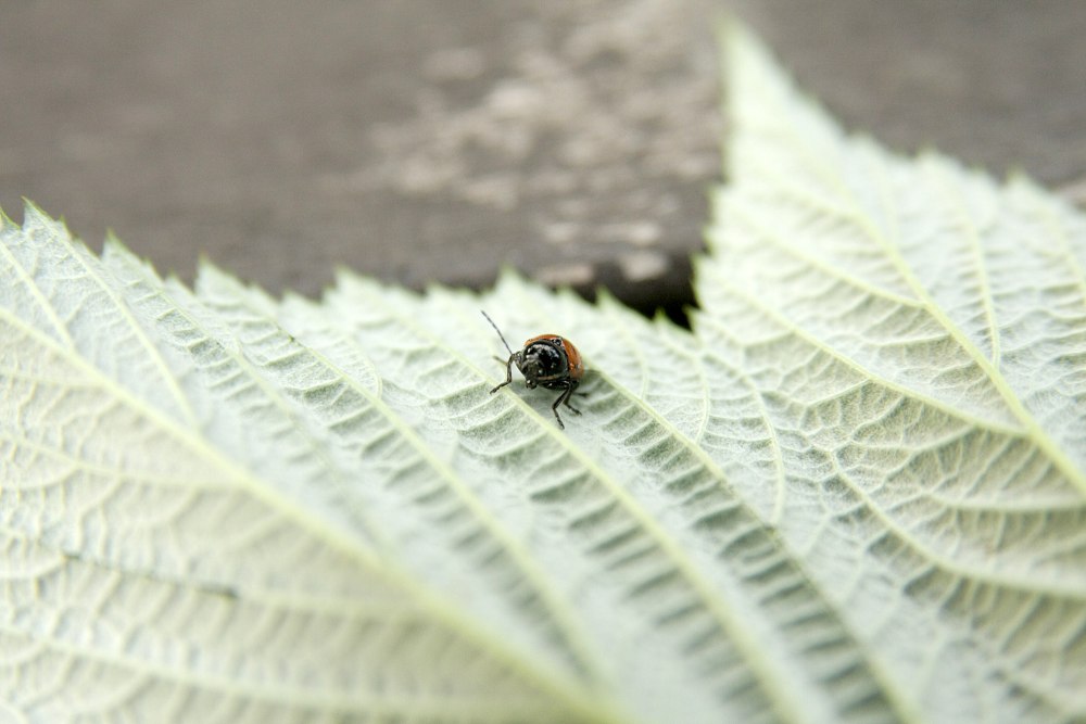 Psammoecus bipunctatus.