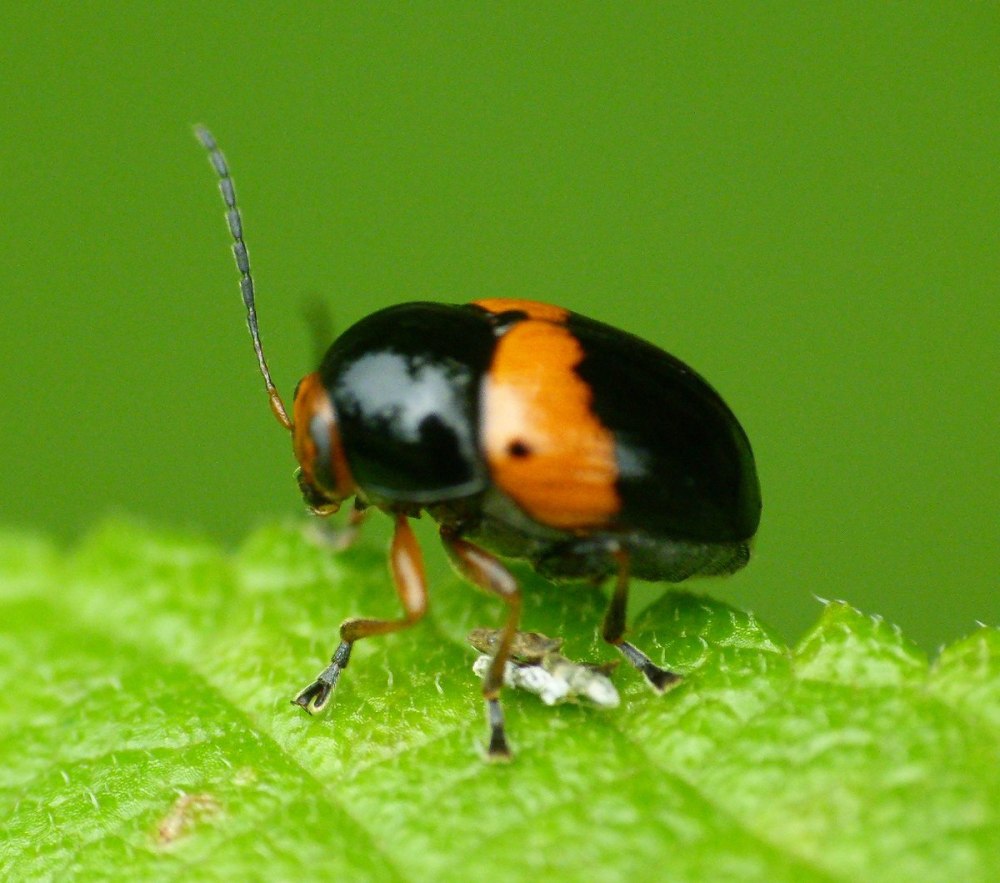 Cryptocephalus Krutovskyi