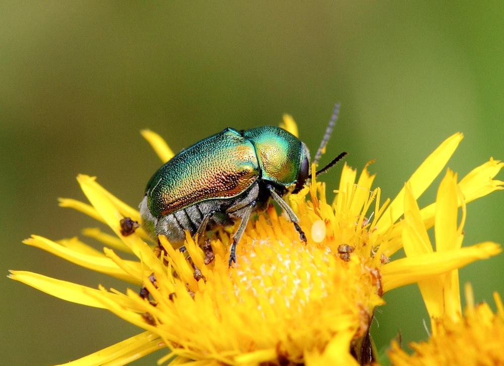 Cryptocephalus sericeus Linnaeus, 1758