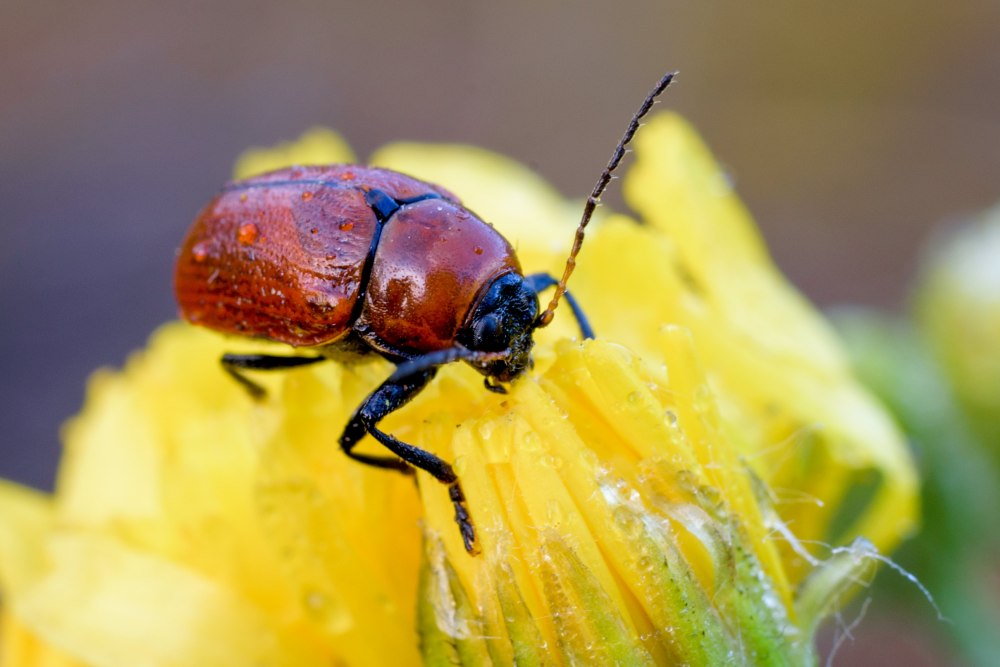 Cryptocephalus coryli (l., 1758)