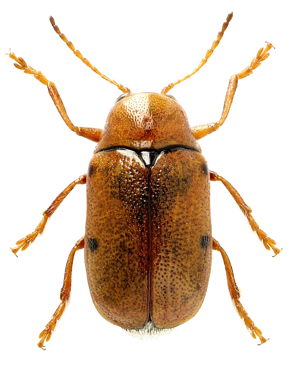 Physetops tataricus
