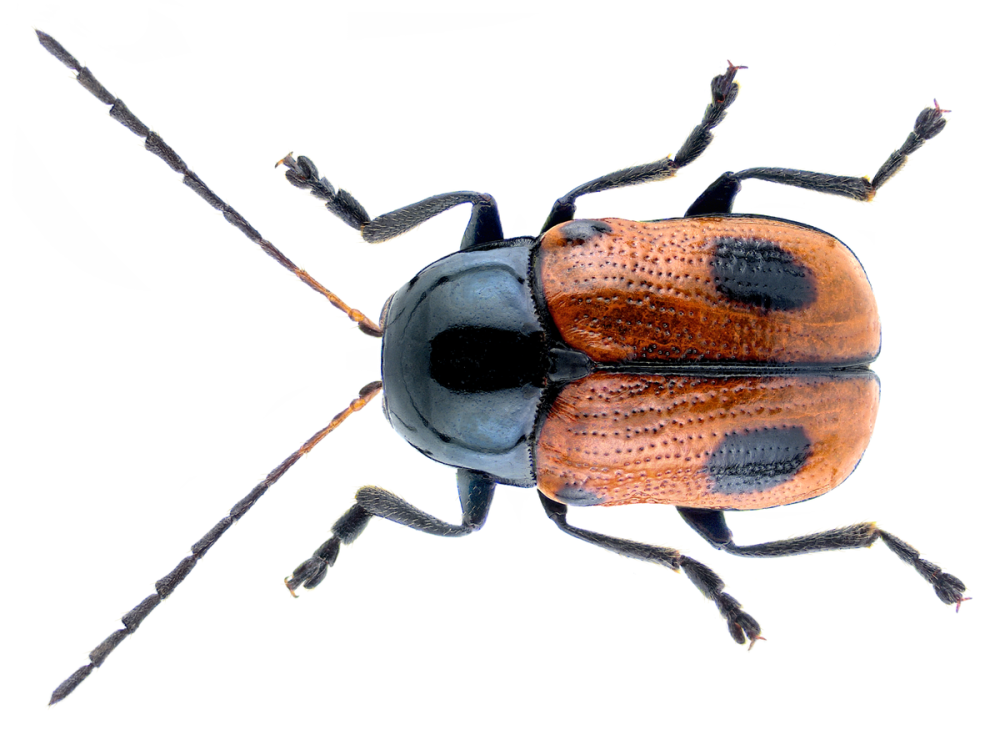 Cryptocephalus cordiger