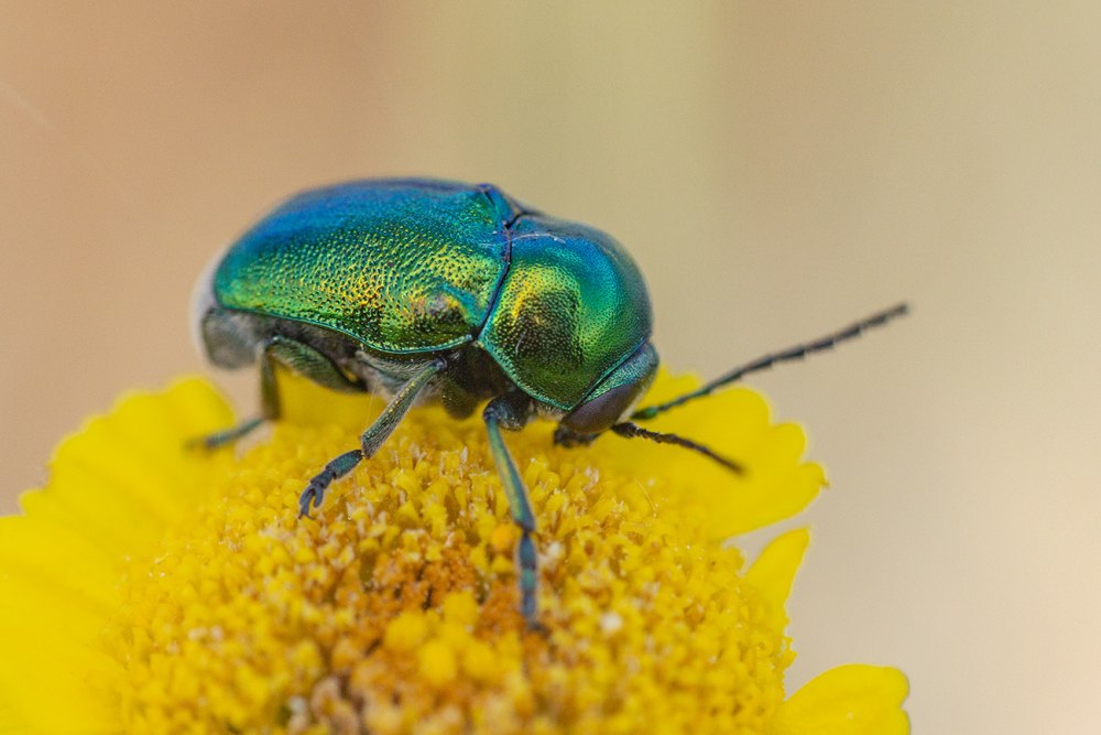 Cryptocephalus sericeus