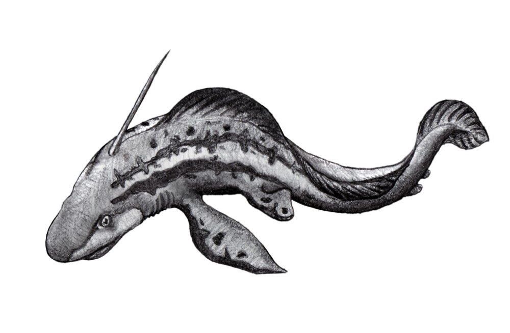 Helicoprion и Xenacanthus