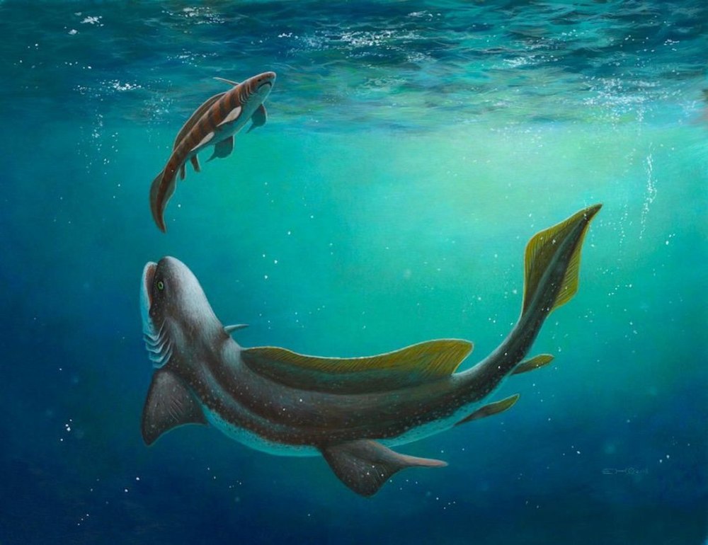 Helicoprion и Xenacanthus