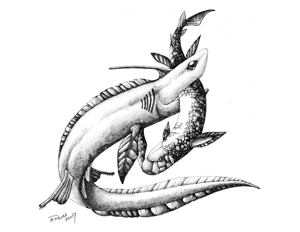 Xenacanthus decheni