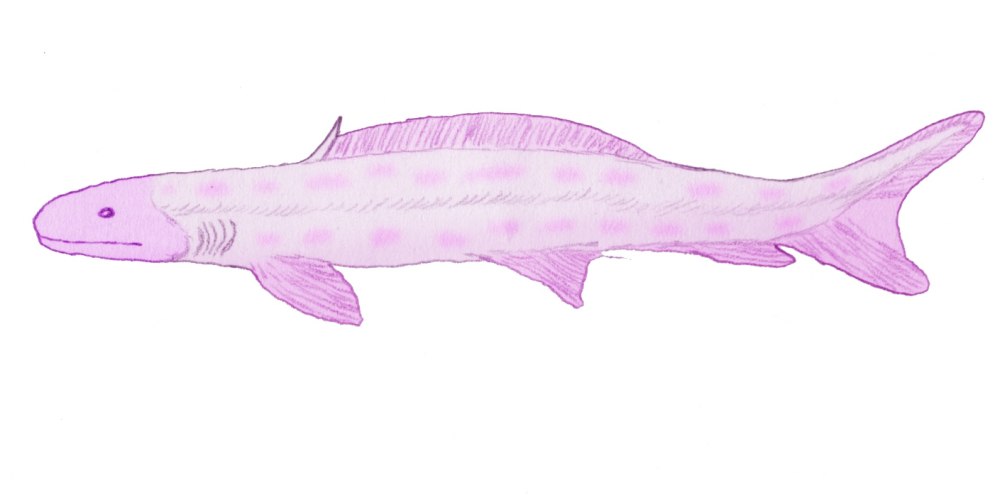 Tristychius
