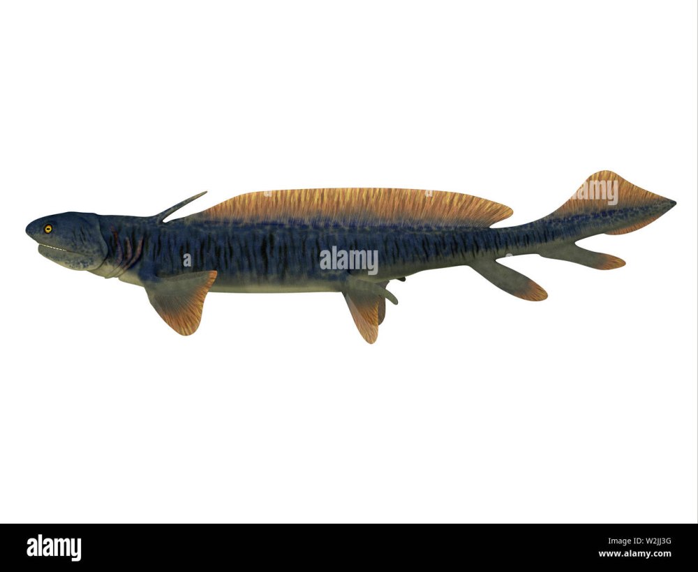 Акулы Orthacanthus