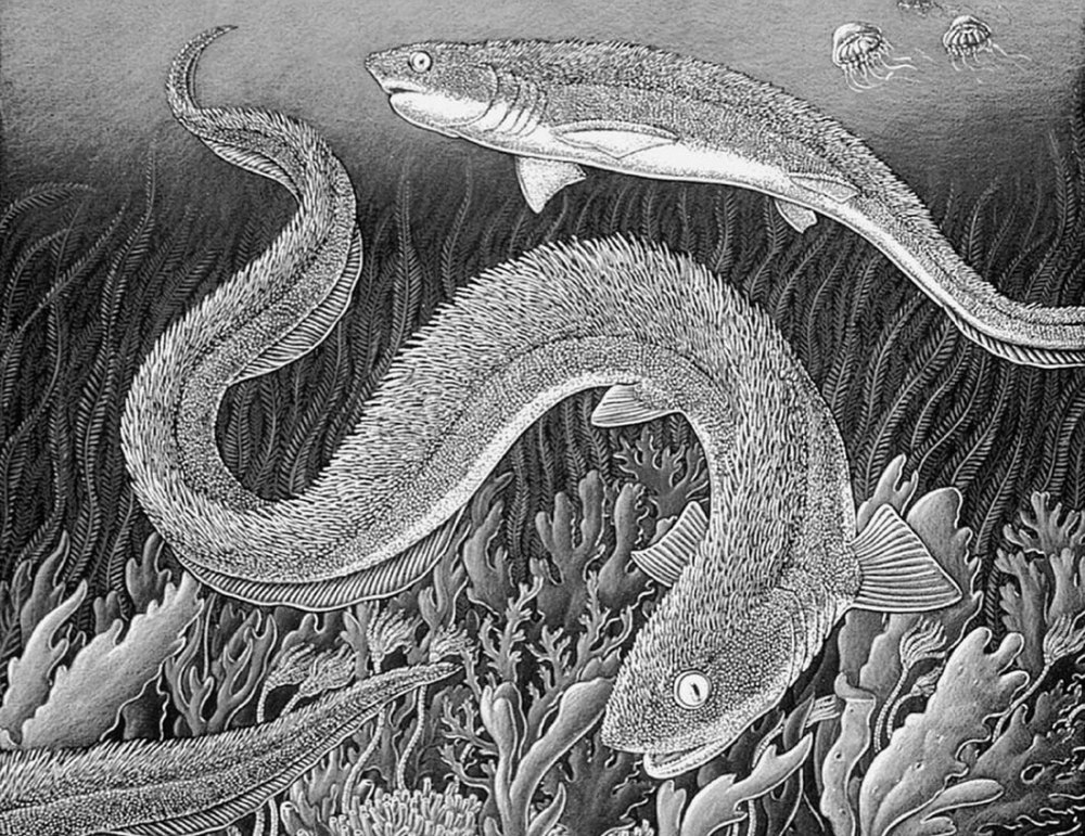 Fossil Shark Listracanthus