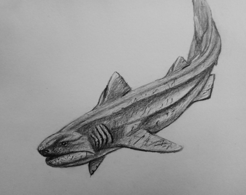 Heslerodus