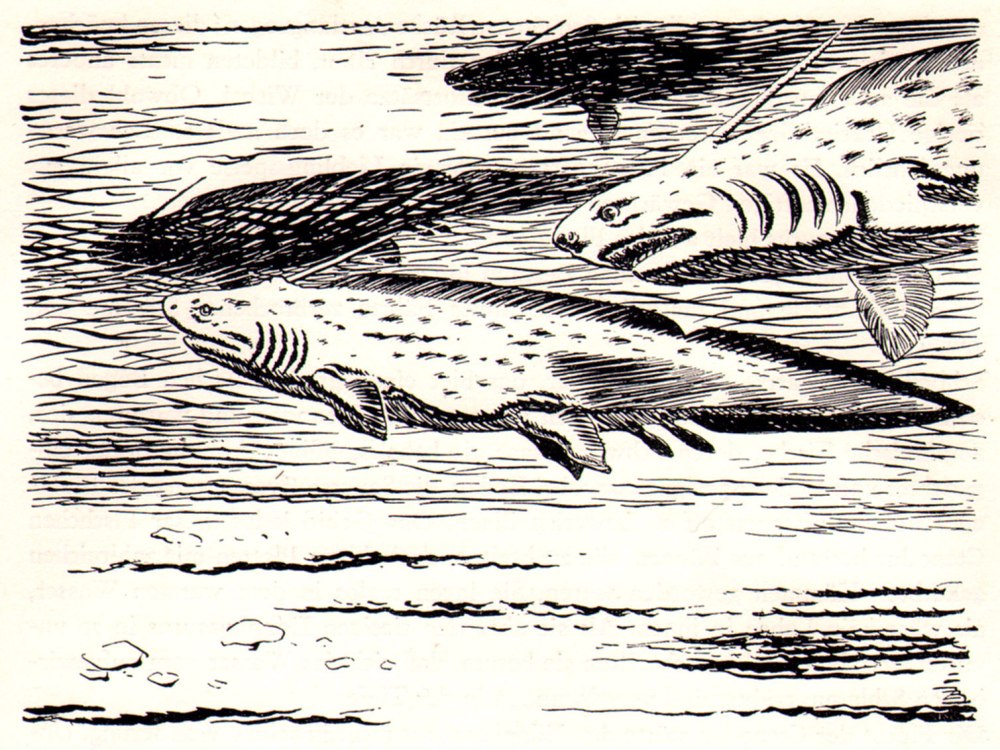 Xenacanthus (риба)