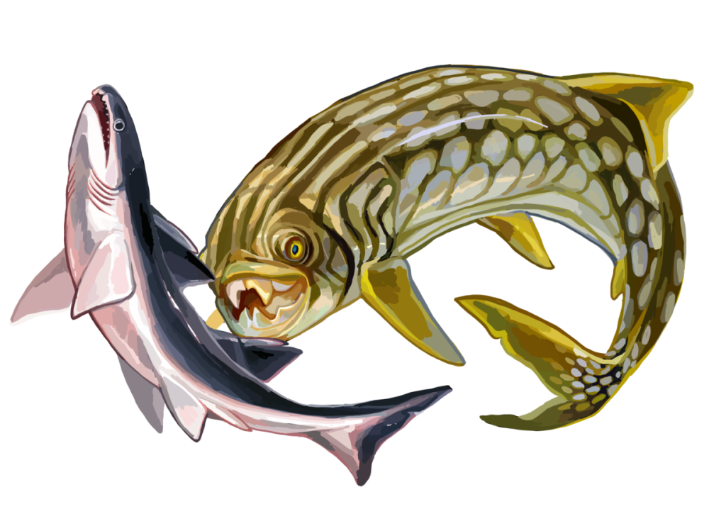 Entelognathus primordialis
