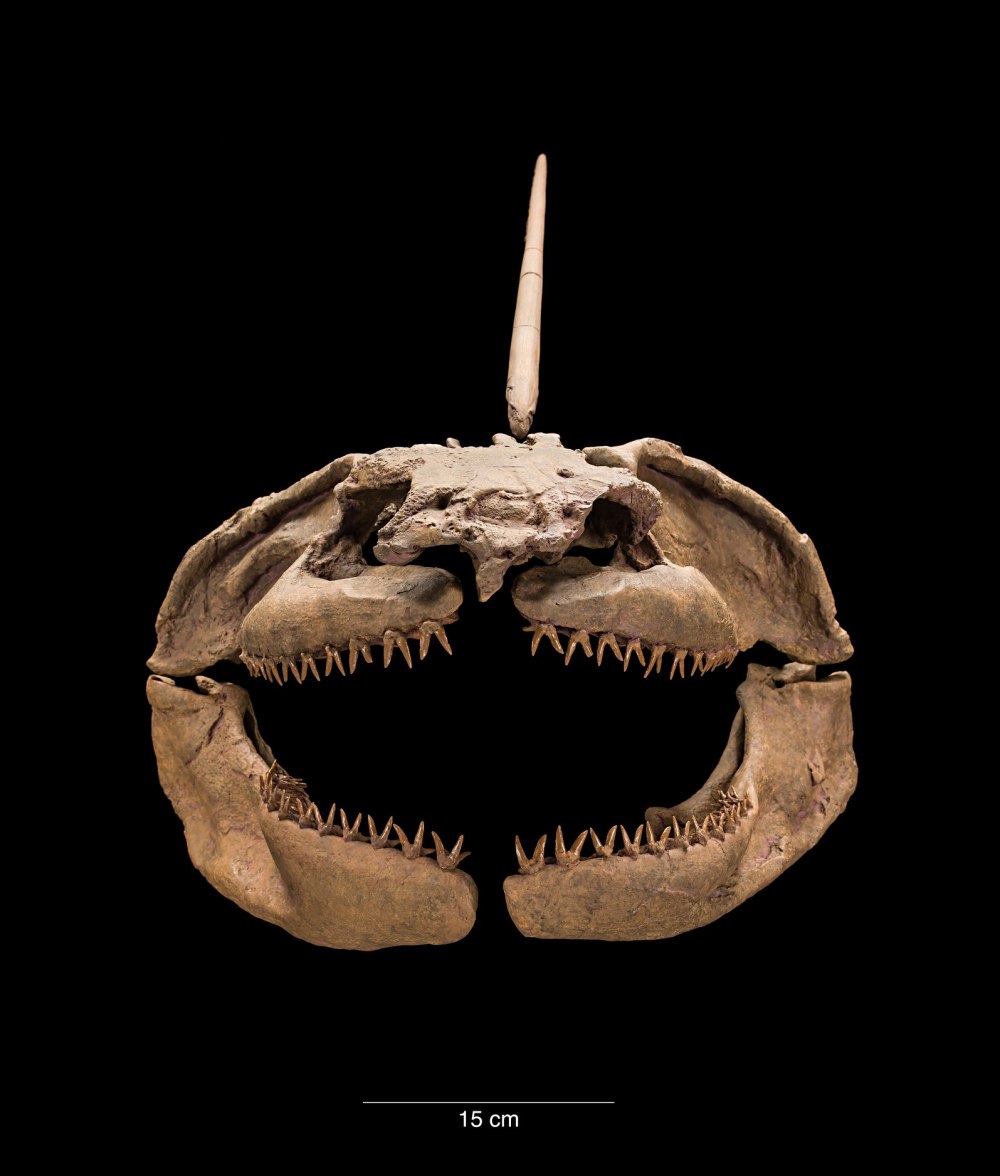 Xenacanthus окаменелости