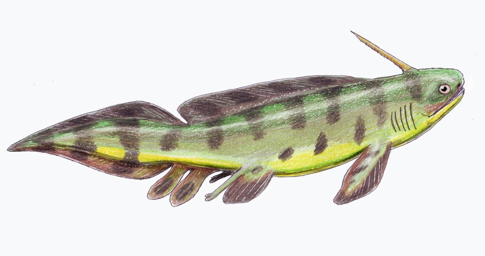 Xenacanthus (риба)