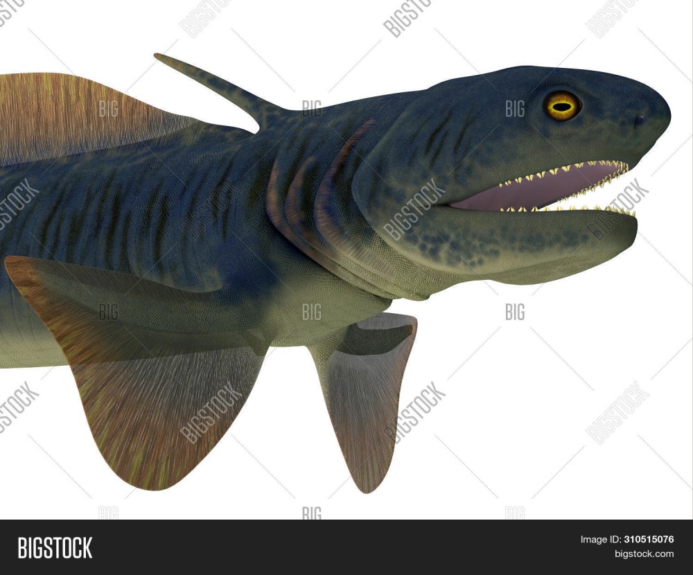 Акулы Orthacanthus