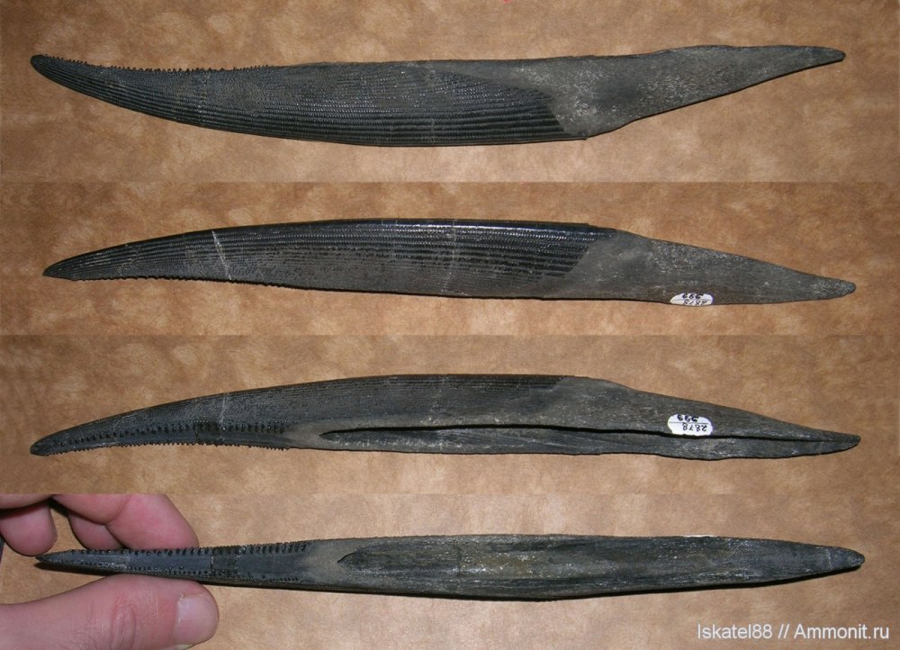 Goodrichthys eskdalensis