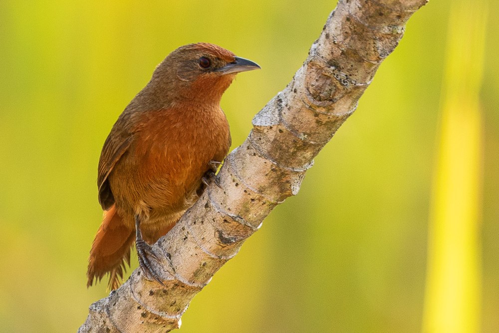 Аимофила Рыжеспинная - Aimophila rufescens вид описал Swainson