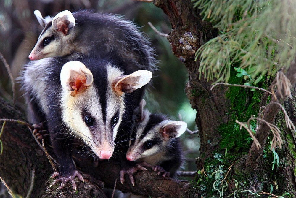 Североамериканский опоссум Didelphis marsupialis