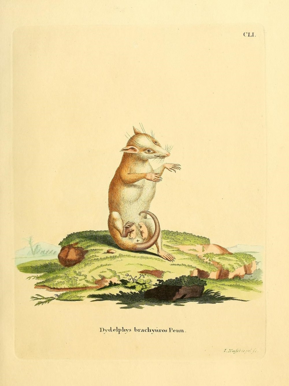 Monodelphis brevicaudata