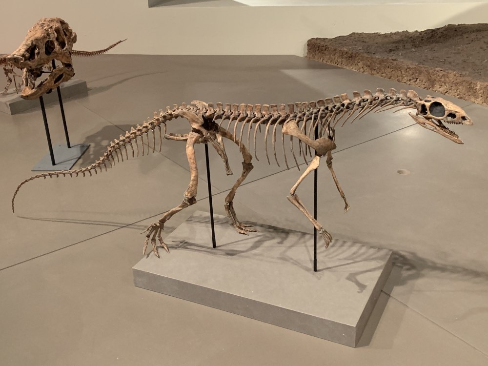 Asilisaurus Kongwe