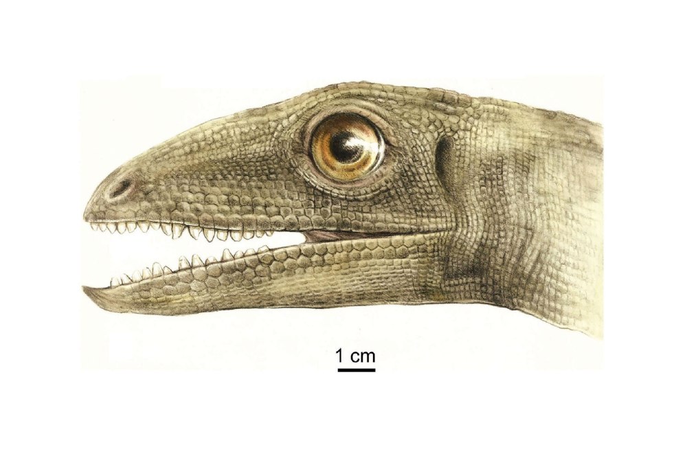 Silesaurus opolensis динозавр