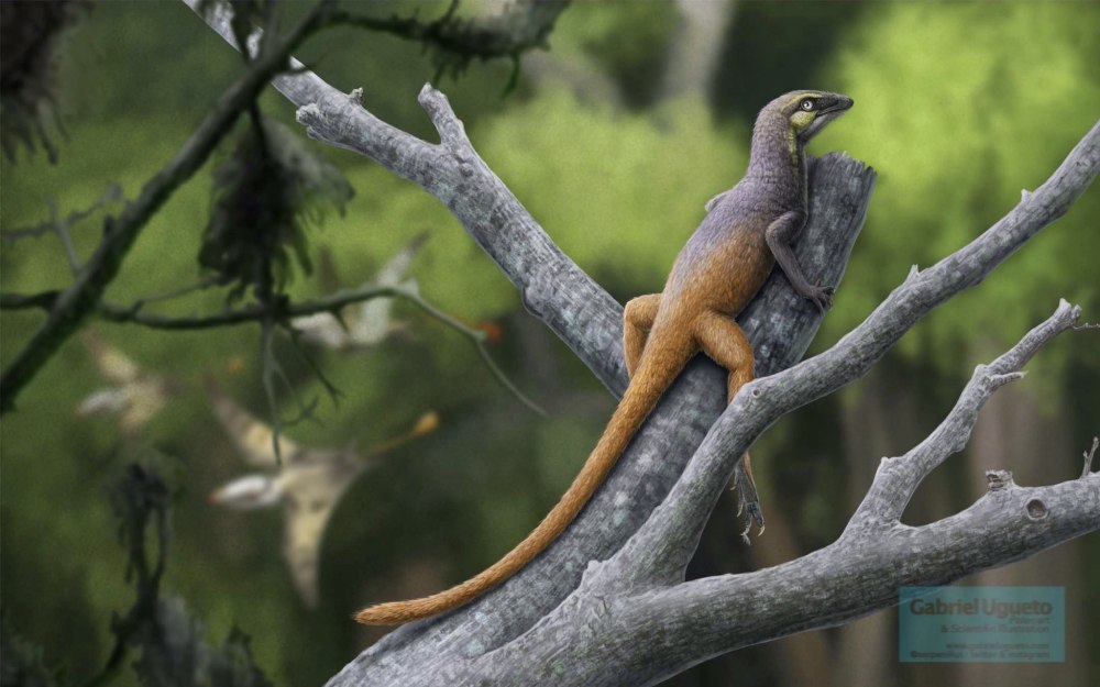 Палеохерс p. talampayensis