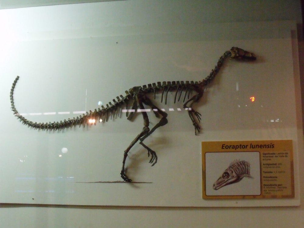 Eoraptor Lunensis